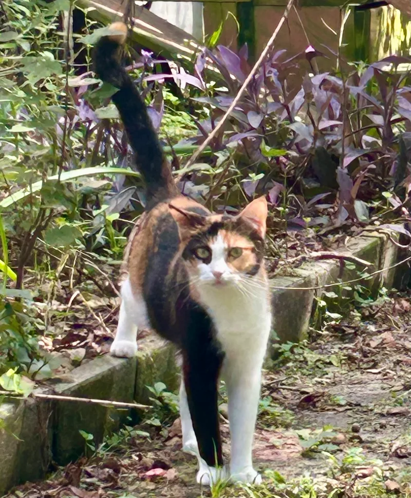 Queeniethe Queen Of Curtsy