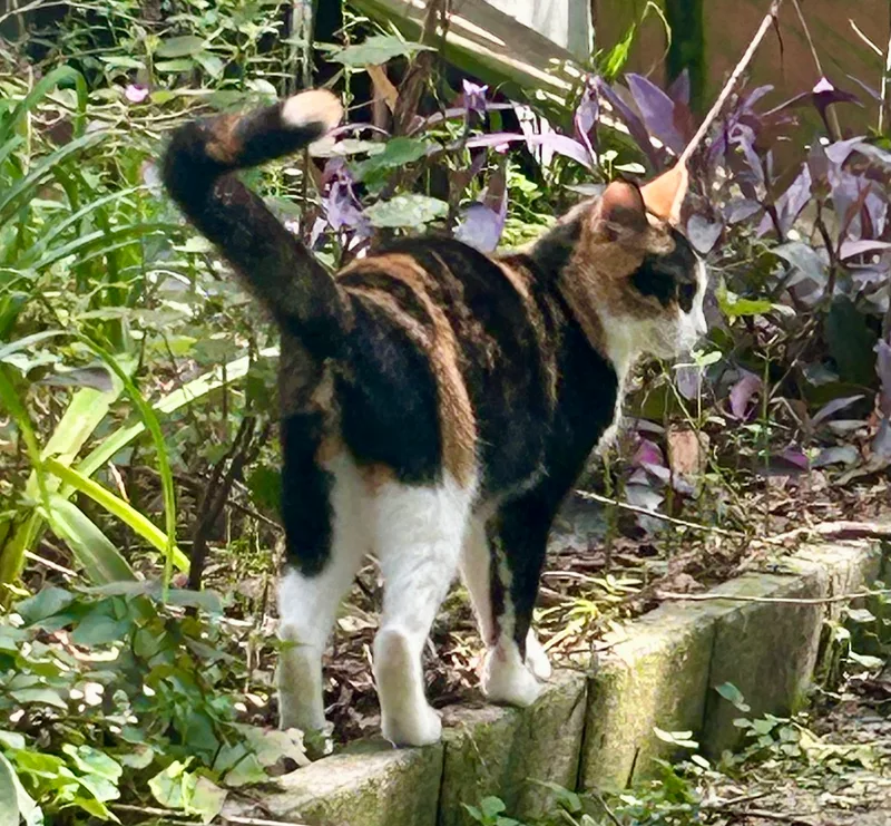 Queeniethe Queen Of Curtsy thumbnail 2