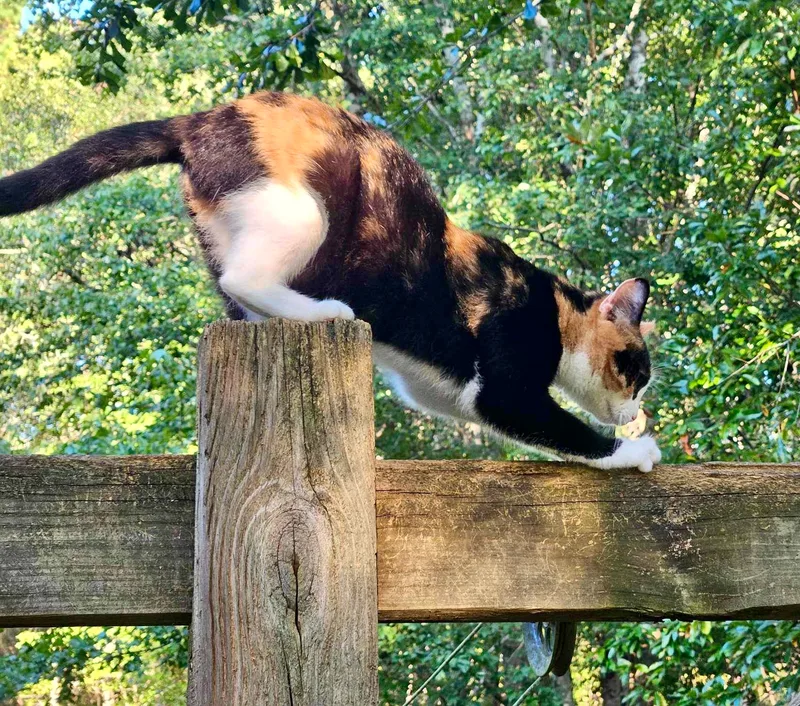 Queeniethe Queen Of Curtsy thumbnail 3