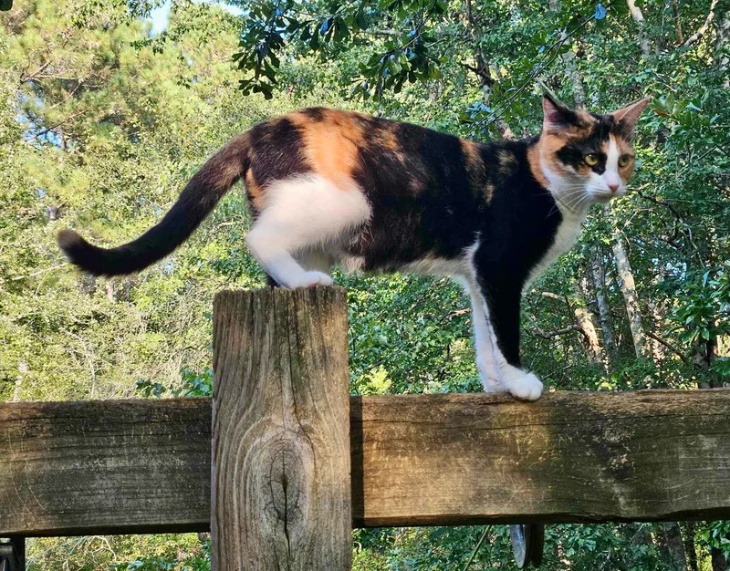 Queeniethe Queen Of Curtsy thumbnail 4