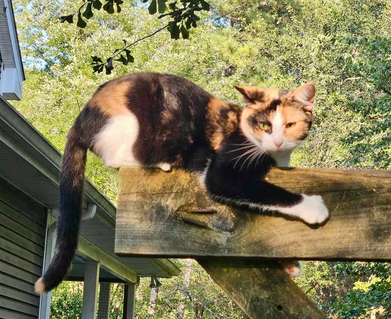 Queeniethe Queen Of Curtsy thumbnail 5