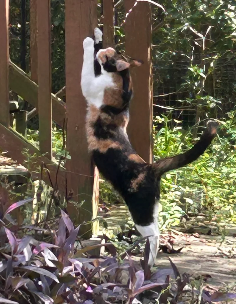 Queeniethe Queen Of Curtsy thumbnail 6