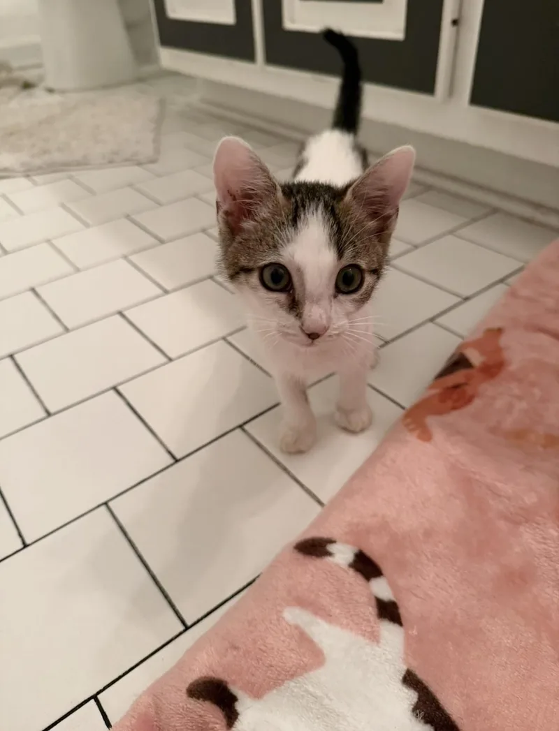 A baby small-sized female American Shorthair cat named Tostada for adoption in Winder, GA