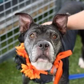 A senior medium-sized female Black Mixed Breed dog named Nashville for adoption in Jersey City, NJ