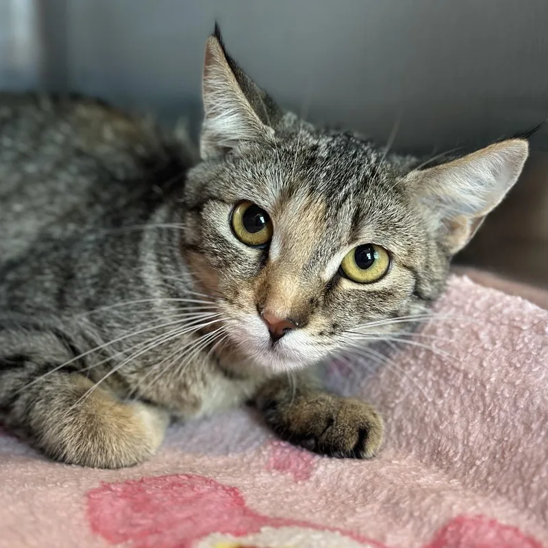 An adult medium-sized female Torbie Domestic Short Hair cat named Custard Pie for adoption in Matteson, IL