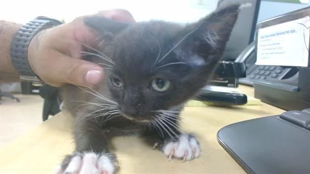 A baby small-sized female Domestic Short Hair cat named Katty for adoption in Miami, FL