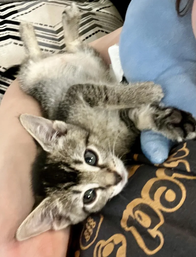 A baby medium-sized female Brown / Chocolate Domestic Short Hair cat named Arwen Of The Shire for adoption in Chandler, AZ
