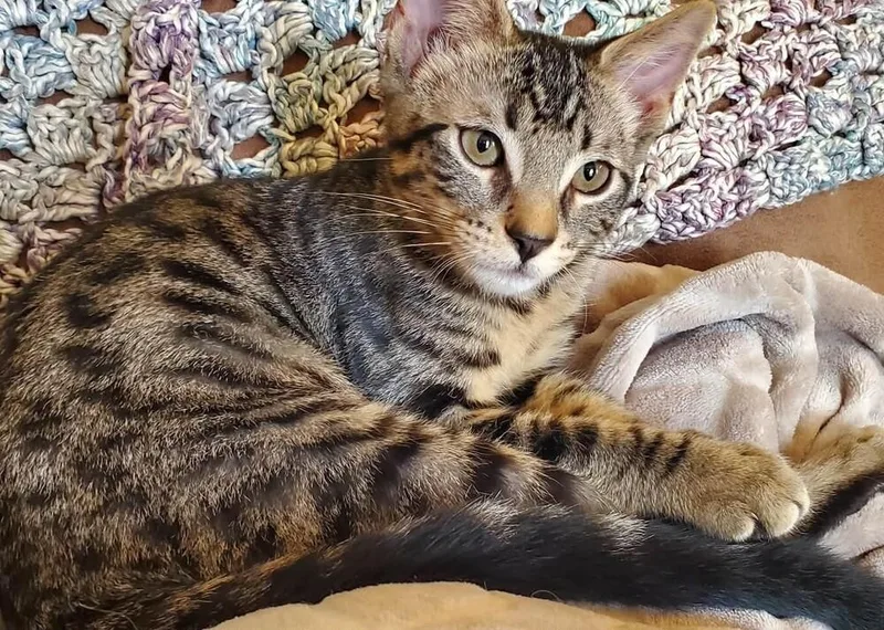 A baby medium-sized male Black Domestic Short Hair cat named Bender for adoption in Salinas, CA