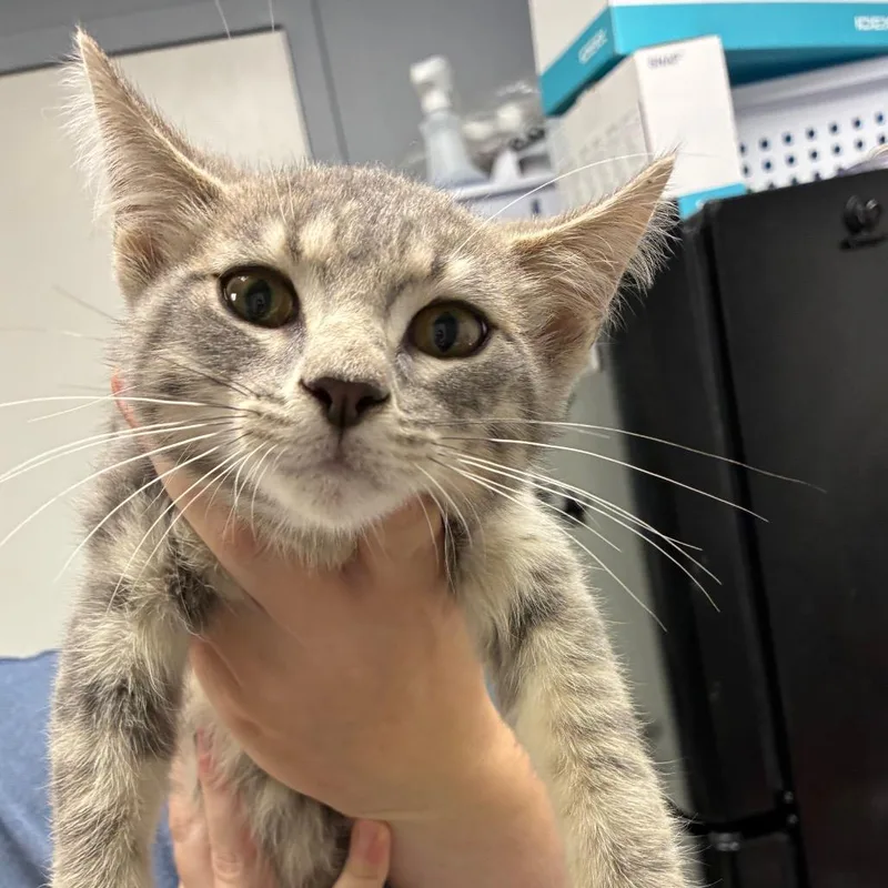 A baby small-sized male Gray / Blue / Silver Domestic Short Hair cat named Topaz for adoption in Birmingham, AL