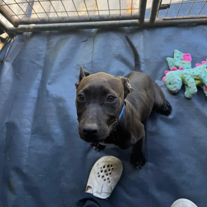 A baby small-sized male Black American Staffordshire Terrier dog named Diesel for adoption in Blairsville, GA