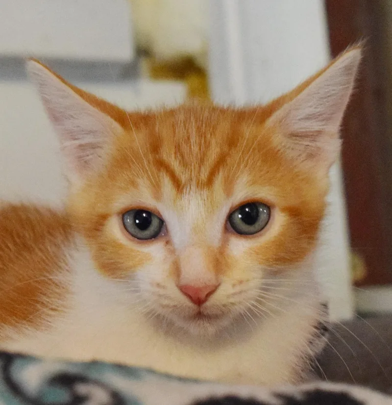 A baby medium-sized male Domestic Short Hair cat named Wrigley for adoption in Bulverde, TX
