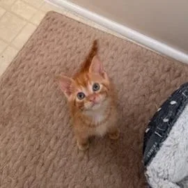 A baby small-sized male Orange / Red Domestic Short Hair cat named Walkie Taco for adoption in Chattanooga, TN