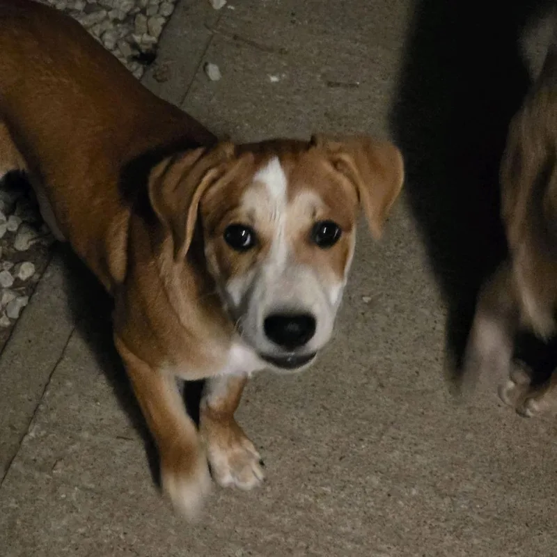 A baby medium-sized male Red / Chestnut / Orange Mixed Breed dog named Marco for adoption in Kansas City, MO
