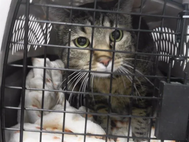An adult medium-sized male Domestic Short Hair cat named Charlie for adoption in Omaha, NE