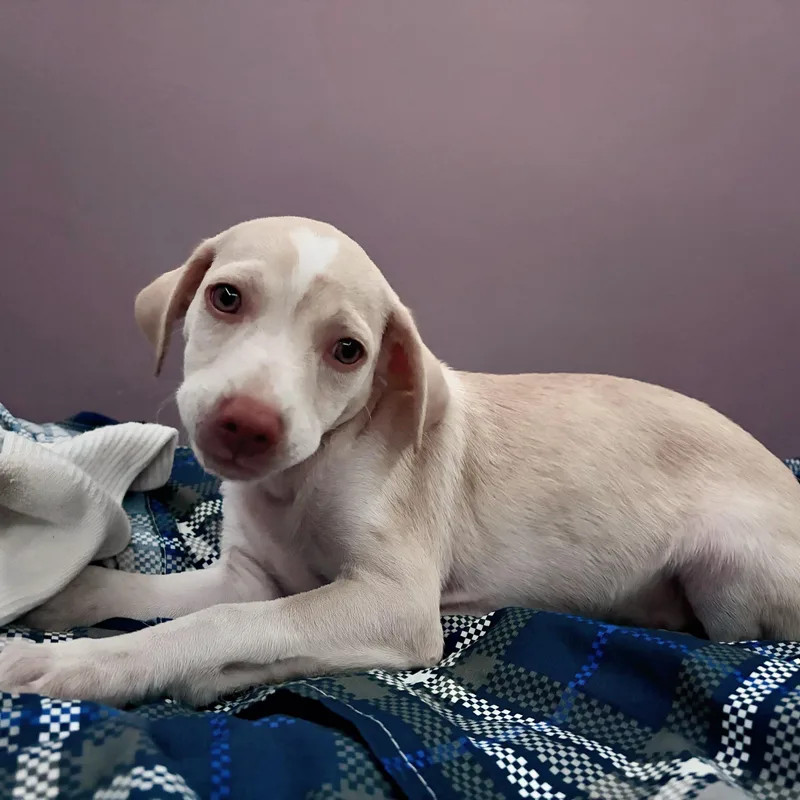 A baby medium-sized male Apricot / Beige Mixed Breed dog named Haru for adoption in Baldwin, MD