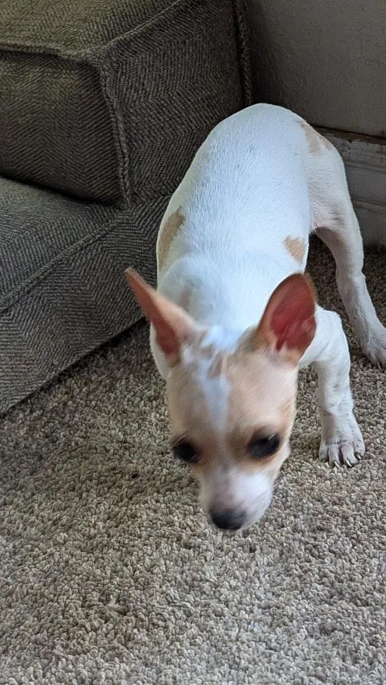 Strawberry thumbnail 2