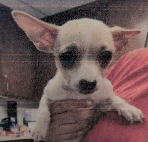 Strawberry thumbnail 3