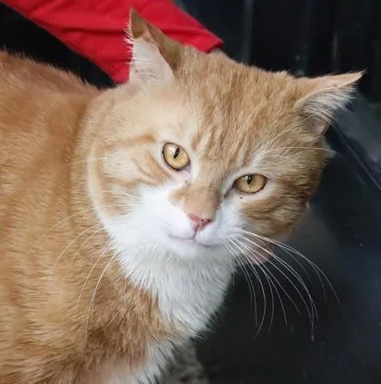 An adult medium-sized male Domestic Short Hair cat named Achilles for adoption in West Chester, PA