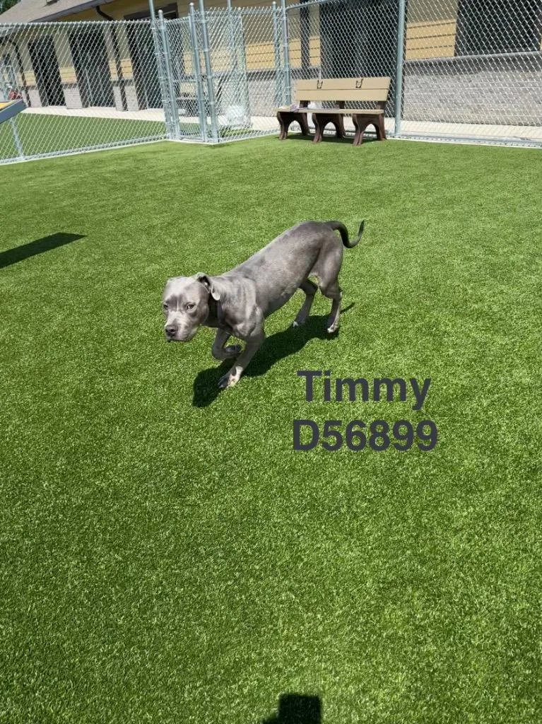 Timmy