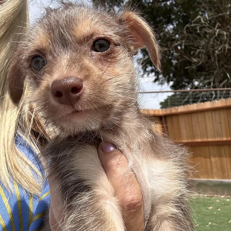 A baby small-sized male Brown / Chocolate Terrier dog named Noodle for adoption in Arroyo Grande, CA