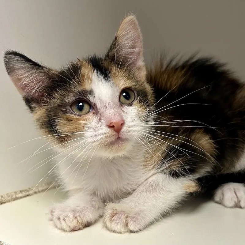 A baby small-sized female Calico Domestic Short Hair cat named Asteria for adoption in St Joseph, MO