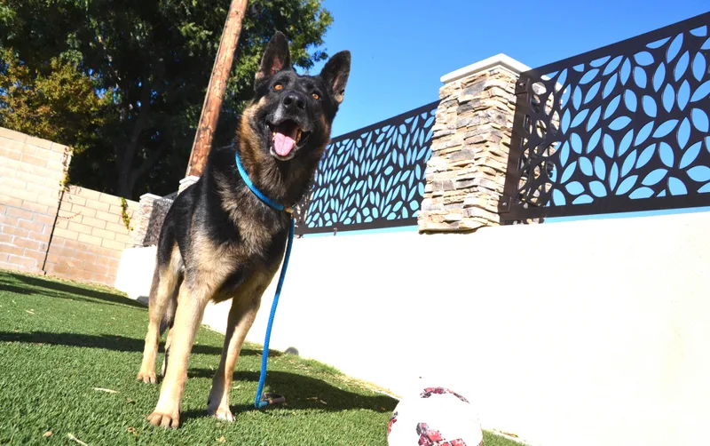 An adult large-sized male Black German Shepherd Dog dog named Buddy Boy for adoption in Newport Beach, CA