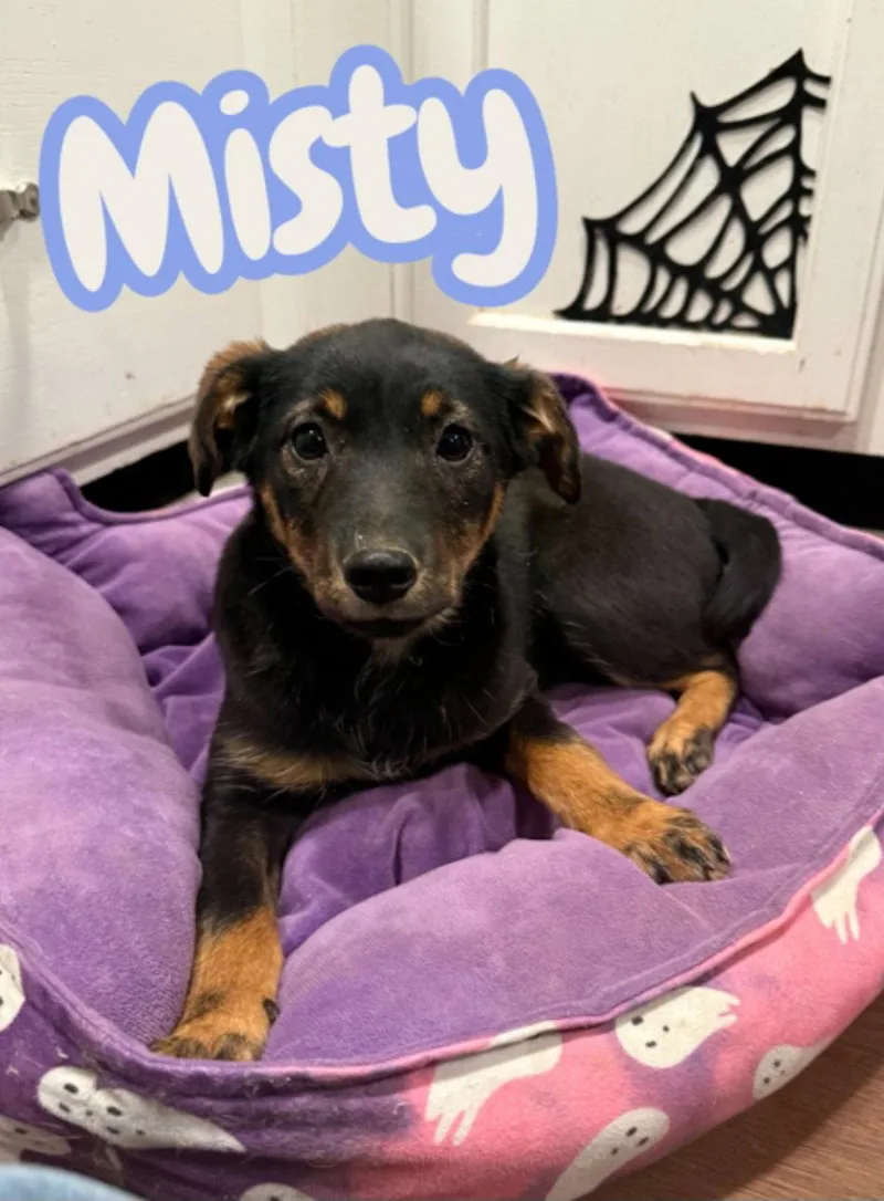 A young medium-sized female Miniature Pinscher dog named Misty for adoption in Hollywood, MD