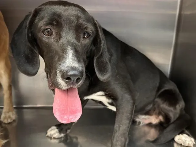 A young medium-sized female Labrador Retriever dog named Dot for adoption in Tucson, AZ