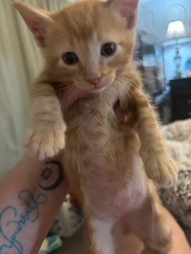 A baby small-sized male Domestic Short Hair cat named Kian for adoption in Richland Hills, TX