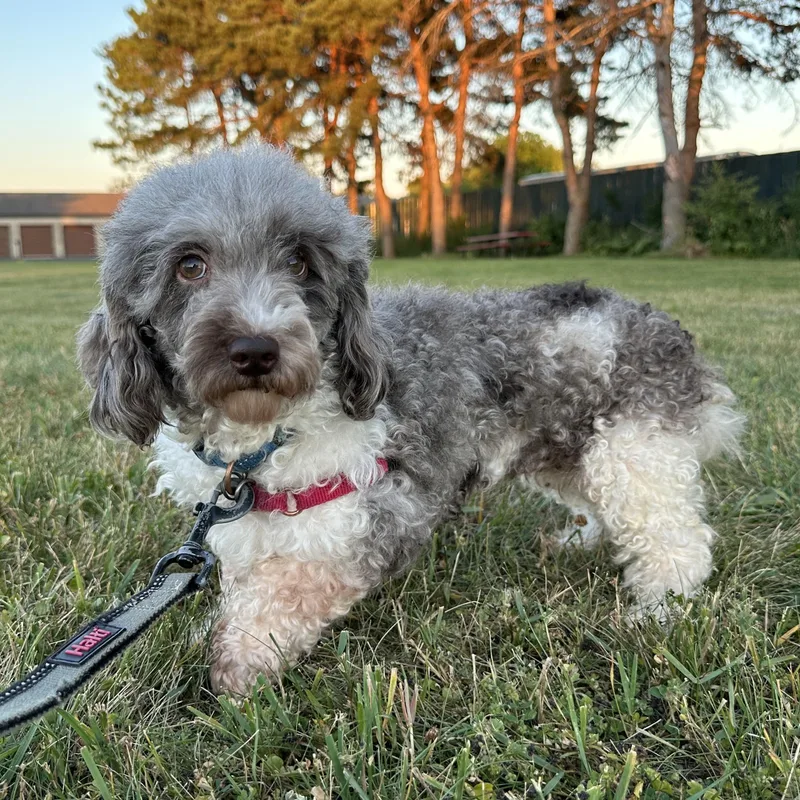 An adult small-sized female Miniature Poodle dog named Amalie for adoption in Hartland, WI