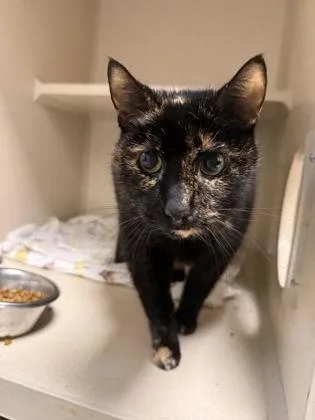 A senior large-sized female Domestic Short Hair cat named Savage for adoption in East Brookfield, MA