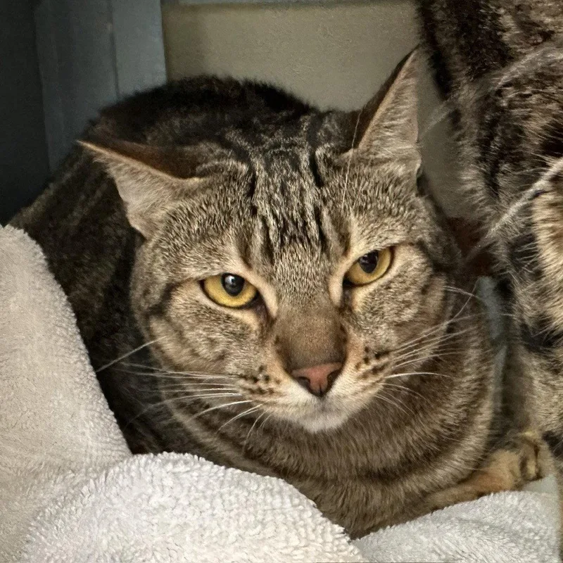 An adult large-sized female Domestic Short Hair cat named Lili & Vivi for adoption in Burlingame, CA