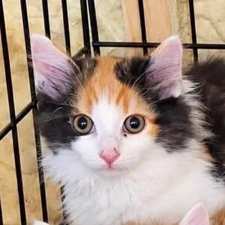 A baby small-sized female Calico Domestic Medium Hair cat named Rumchata for adoption in Park Falls, WI