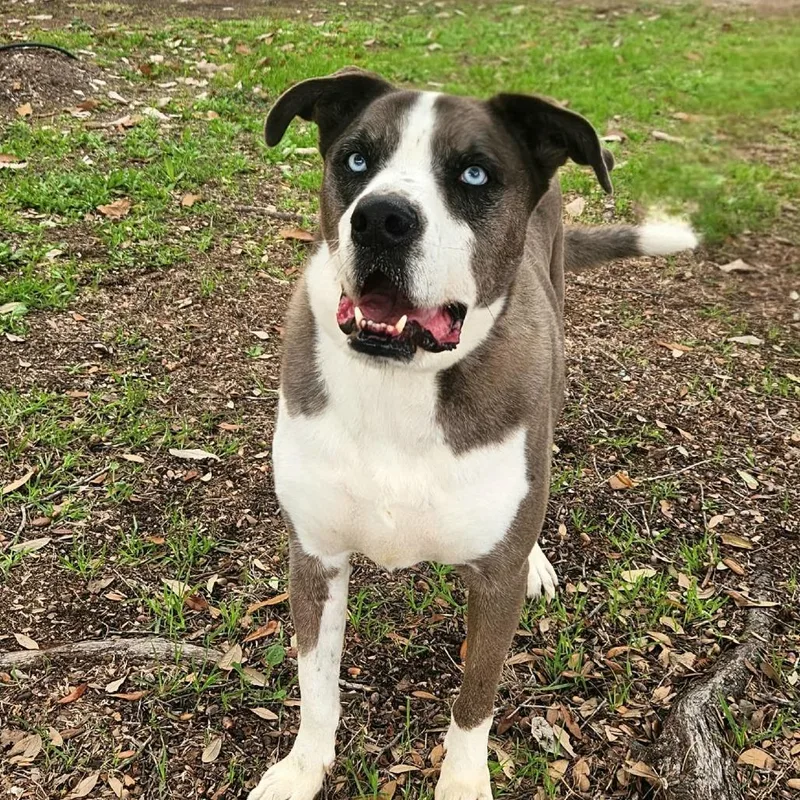 Tuffy Jum thumbnail 2