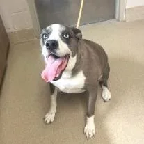 Tuffy Jum thumbnail 5