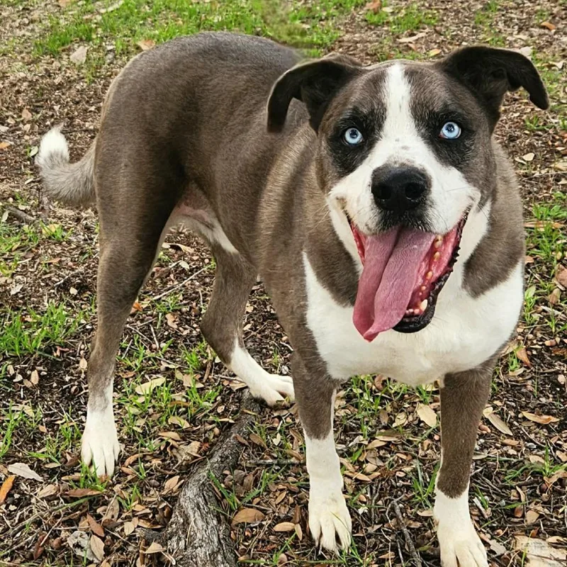 Tuffy Jum thumbnail 6