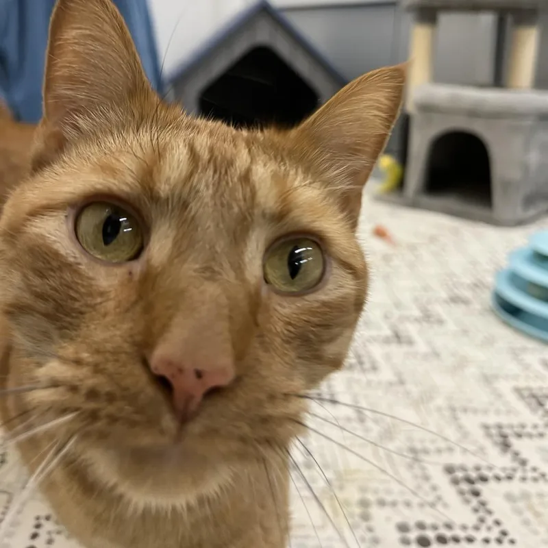 Meatball