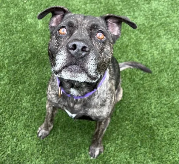 A senior medium-sized male Staffordshire Bull Terrier dog named Diesel for adoption in Oceanside, CA
