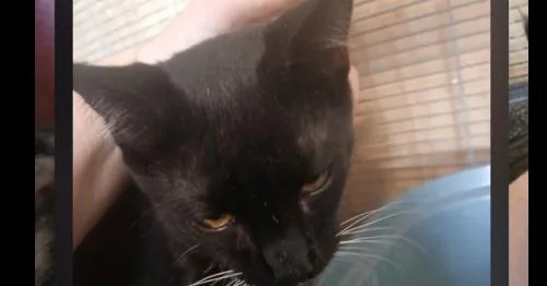 A young medium-sized male Black & White / Tuxedo Domestic Short Hair cat named Dash for adoption in Thatcher, AZ