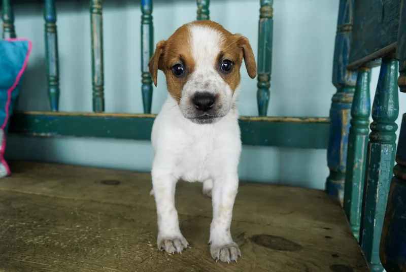 A baby small-sized female Bicolor Australian Cattle Dog / Blue Heeler dog named Princess Platypus for adoption in San Antonio, TX