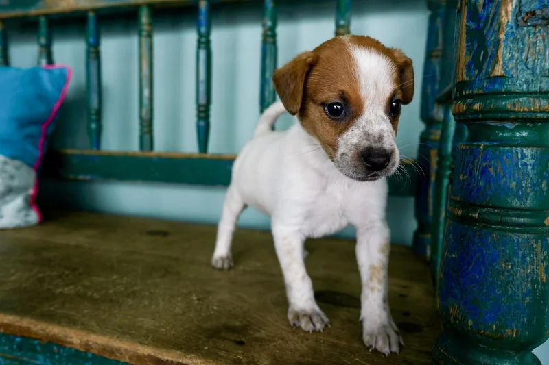 Princess Platypus thumbnail 2