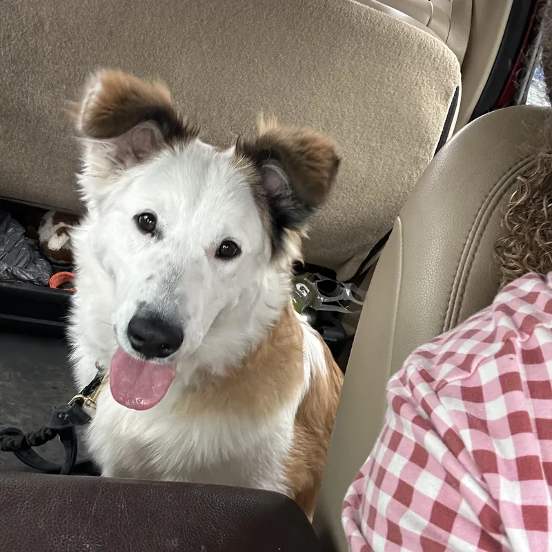 Scottie Mo thumbnail 2