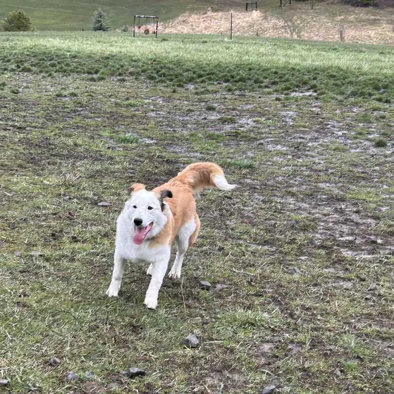 Scottie Mo thumbnail 3