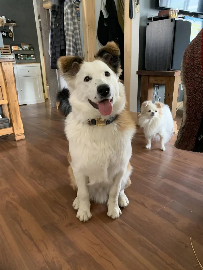 Scottie Mo thumbnail 4