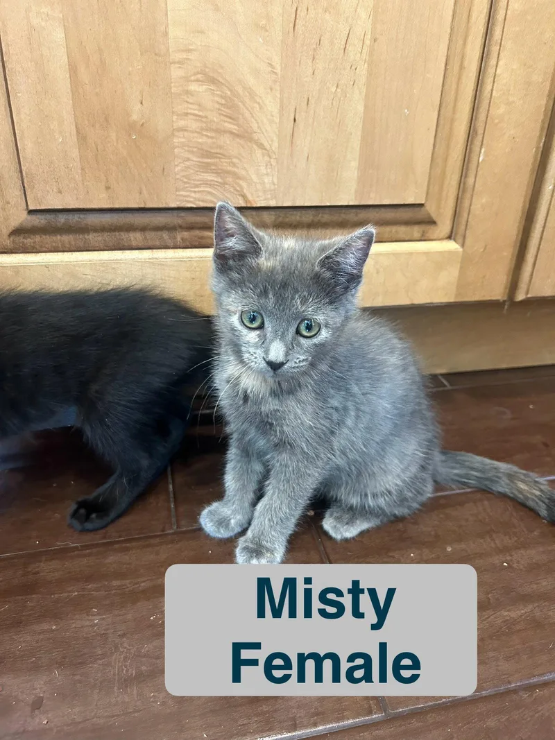 A baby small-sized female Domestic Short Hair cat named Misty for adoption in El Centro, CA