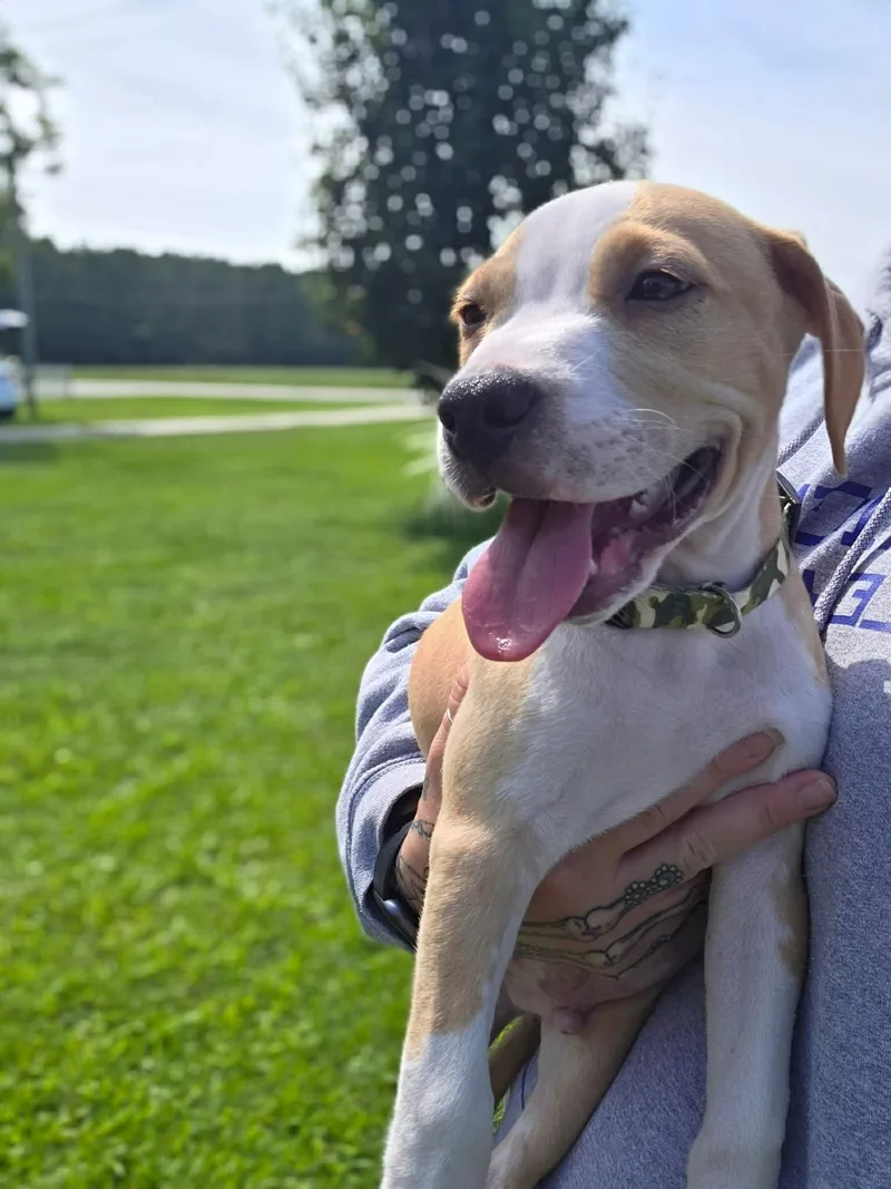 A baby large-sized male Staffordshire Bull Terrier dog named Tater Tot for adoption in Holly Springs, NC