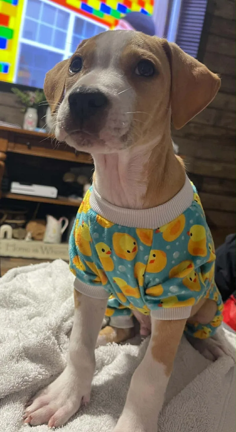 Tater Tot thumbnail 2