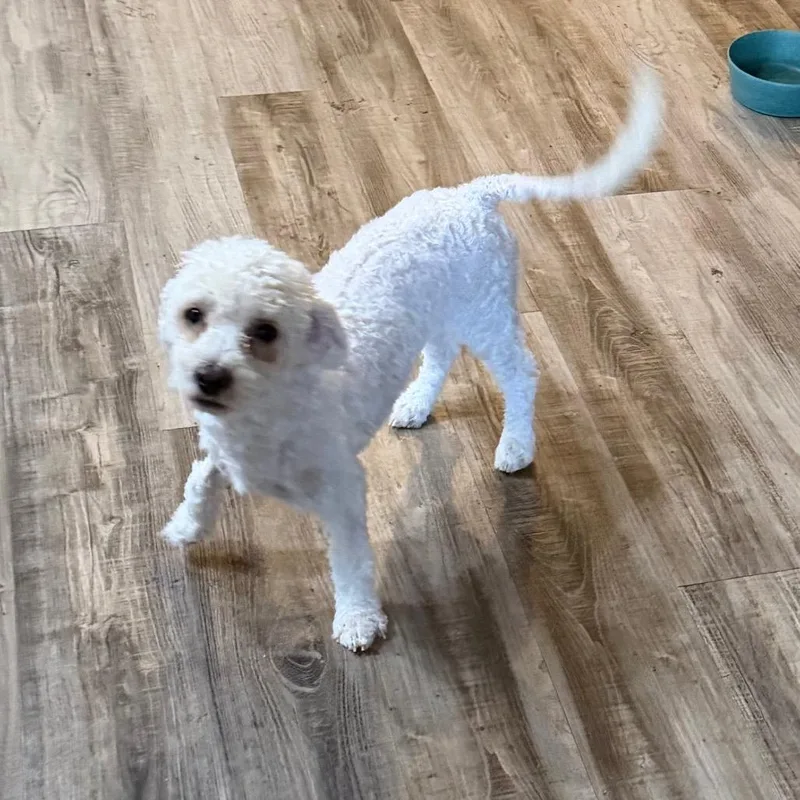 A young small-sized male White / Cream Poodle dog named Santiago for adoption in Las Vegas, NV