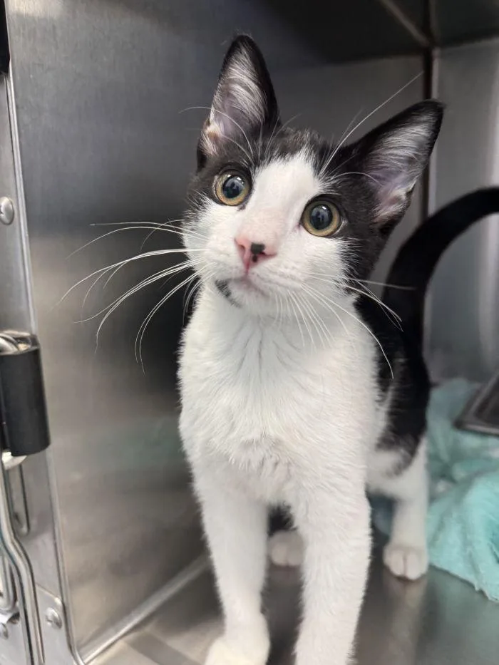 A young small-sized male Black & White / Tuxedo Domestic Short Hair cat named Wally for adoption in Hilton Head Island, SC
