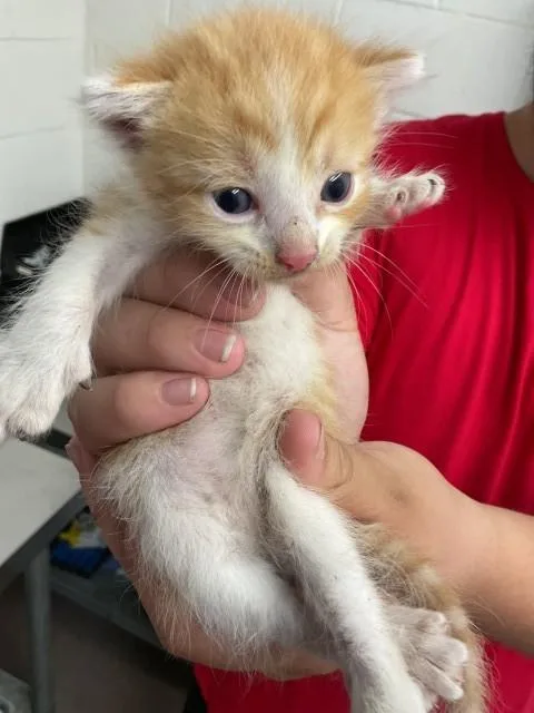 A baby small-sized male Domestic Short Hair cat named Neptune for adoption in San Bernardino, CA